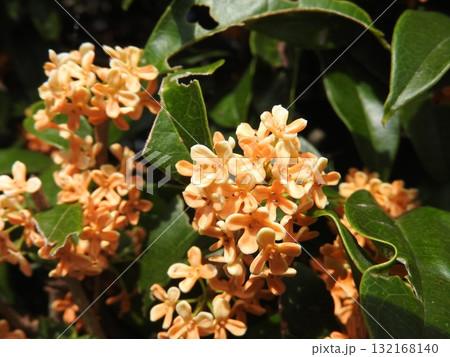 満開の金木犀：於 津山城西の寺院「妙法寺」にて 132168140