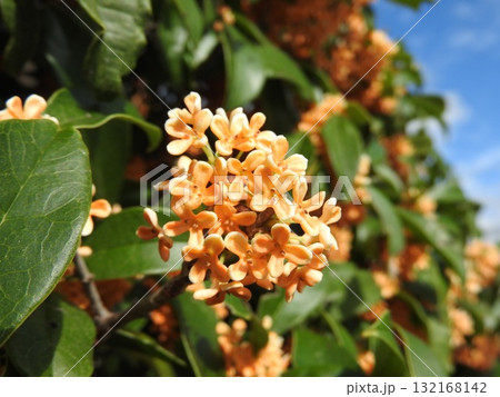 満開の金木犀：於 津山城西の寺院「妙法寺」にて 132168142