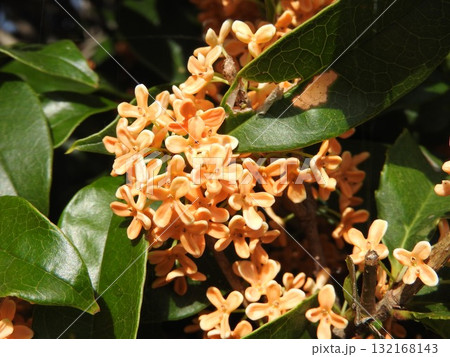 満開の金木犀：於 津山城西の寺院「妙法寺」にて 132168143