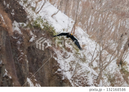 知床　冬 132168586