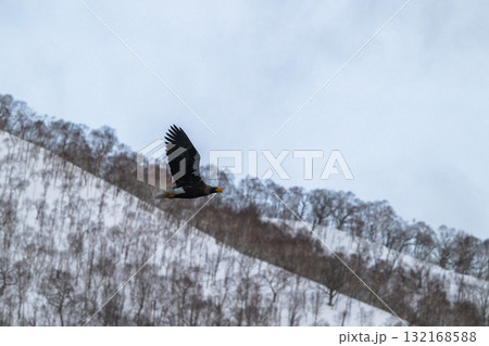 知床　冬 132168588