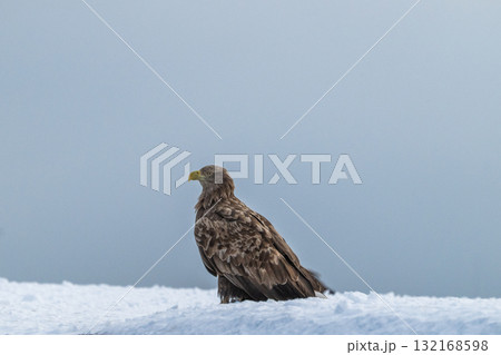 知床　冬 132168598