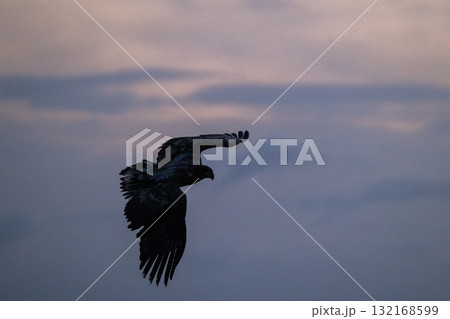 知床　冬 132168599