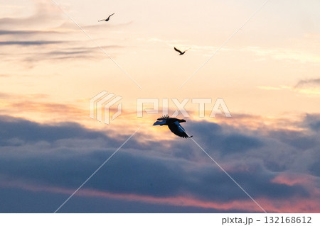 知床　冬 132168612