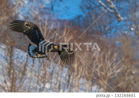 知床　冬 132168681