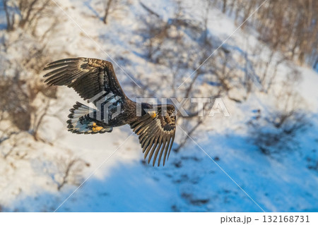 知床　冬 132168731