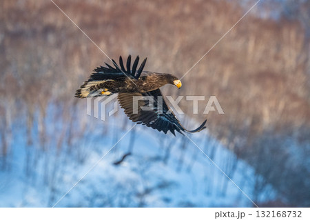 知床 冬 知床 冬 132168732