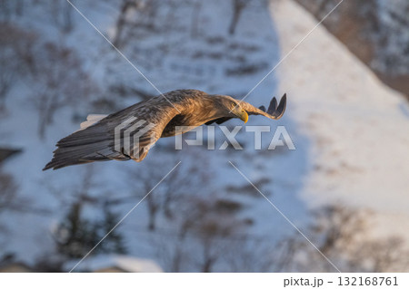 知床　冬 132168761