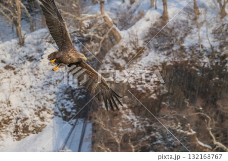 知床　冬 132168767