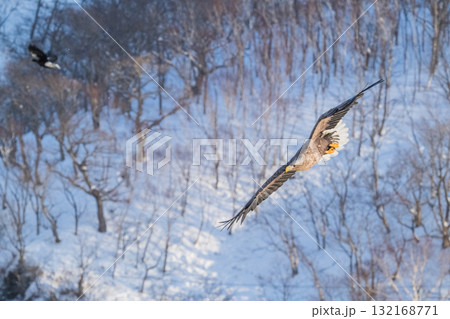 知床　冬 132168771