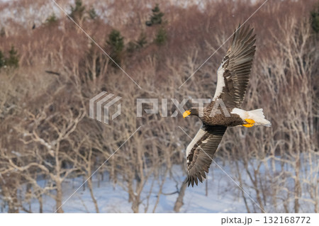 知床　冬 132168772