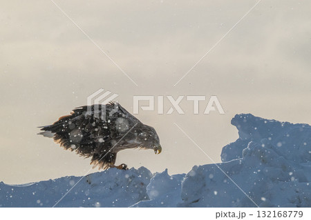 知床　冬 132168779