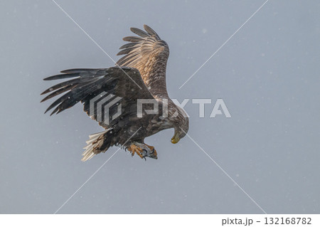 知床　冬 132168782