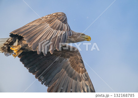 知床　冬 132168785