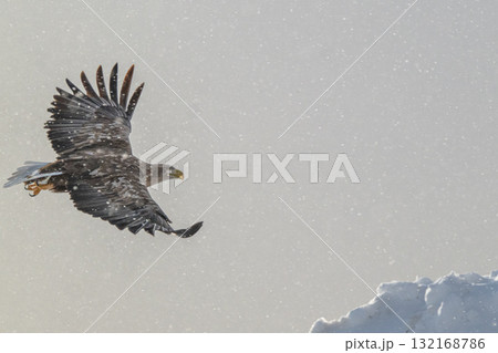 知床　冬 132168786