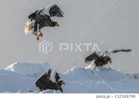 知床　冬 132168790