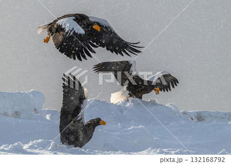 知床 冬 知床 冬 132168792