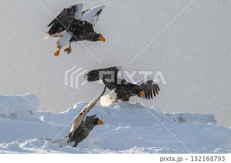 知床　冬 132168793