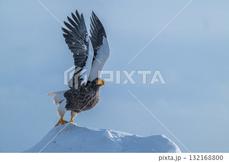 知床　冬 132168800