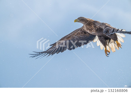 知床　冬 132168806