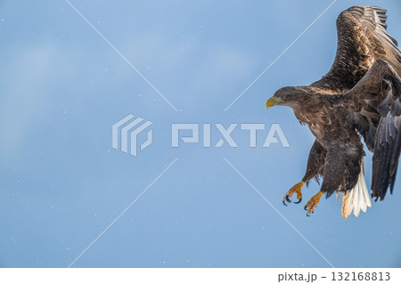 知床　冬 132168813