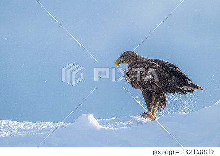 知床　冬 132168817