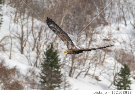 知床　冬 132168918