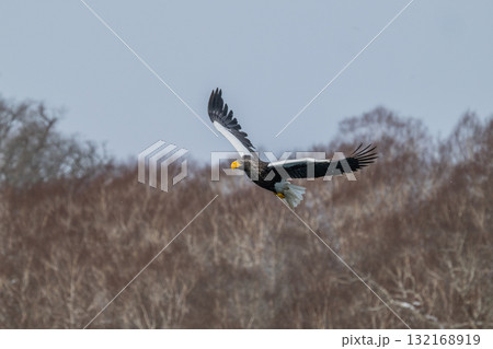 知床　冬 132168919