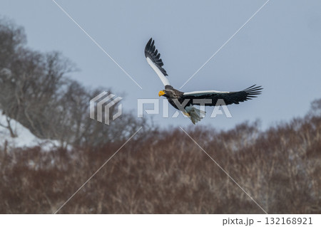 知床　冬 132168921