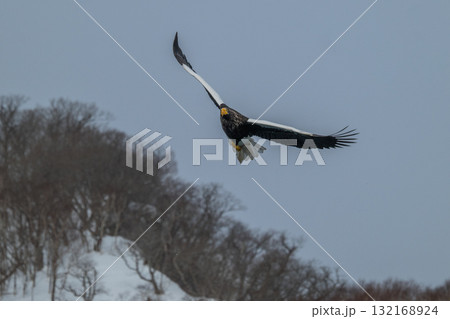 知床　冬 132168924