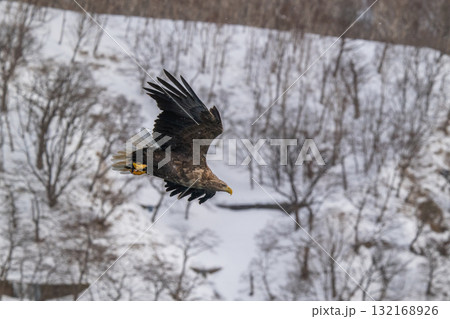 知床　冬 132168926