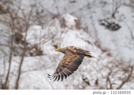 知床　冬 132168930