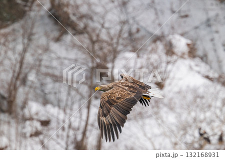 知床　冬 132168931