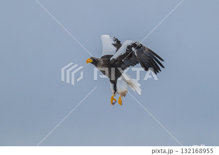 知床　冬 132168955