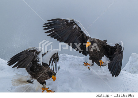 知床　冬 132168968