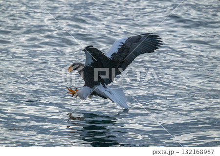 知床　冬 132168987