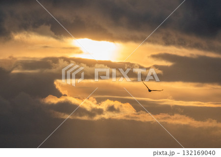 知床　冬 132169040