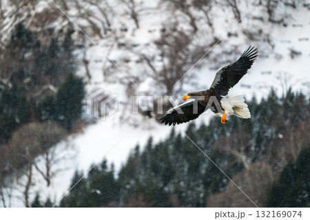 知床　冬 132169074