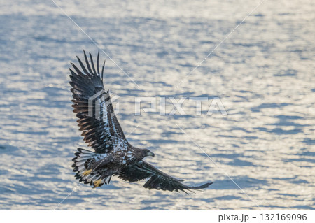 知床　冬 132169096