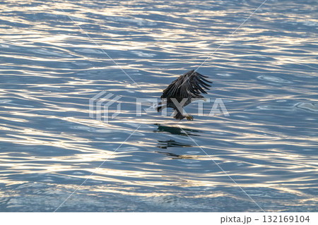 知床　冬 132169104