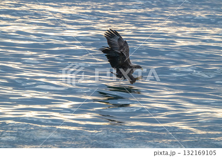 知床　冬 132169105