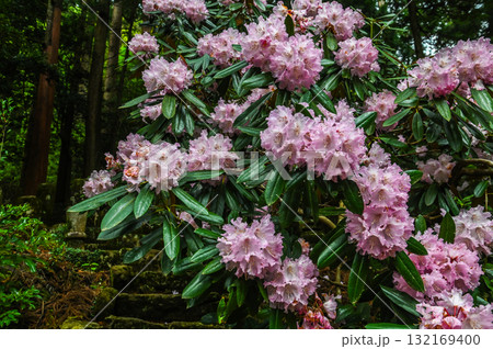 室生寺－女人高野の古寺 132169400