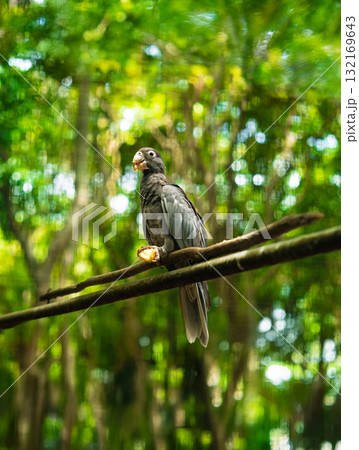 Solitary Grey Parrot Perched on Branch in Vibrant Tropical Forest 132169643
