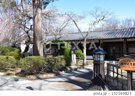 長野県 小諸城址懐古園の藤村記念館とシダレ桜 長野県 小諸城址懐古園の藤村記念館とシダレ桜 132169825