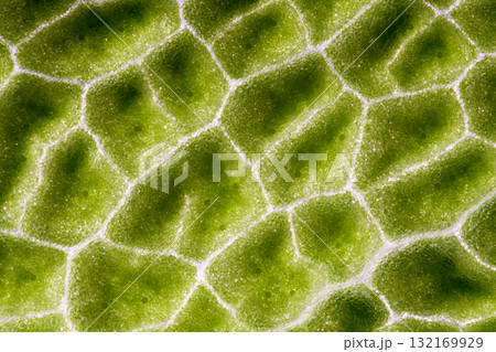 セージ葉表の透過光マクロ写真 132169929