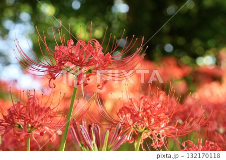 鮮やかで綺麗な彼岸花 群集 玉ボケ 鮮やかで綺麗な彼岸花 群集 玉ボケ 132170118