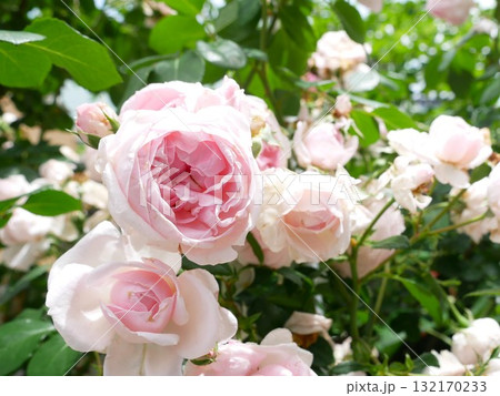 薔薇 バラ科 バラ 132170233