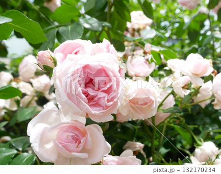 薔薇 バラ科 バラ 132170234