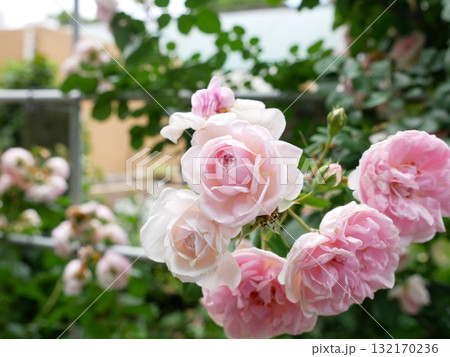 薔薇 バラ科 バラ 132170236