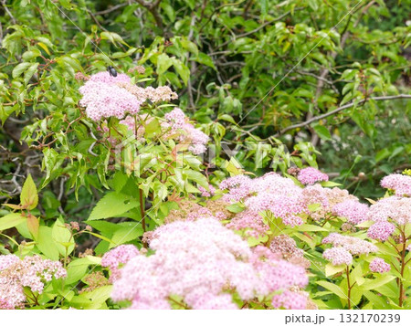 花 フラワー お花 132170239